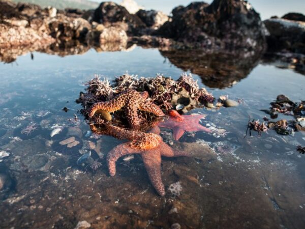 Algas e outros seres marinhos podem reduzir a acidificação dos oceanos