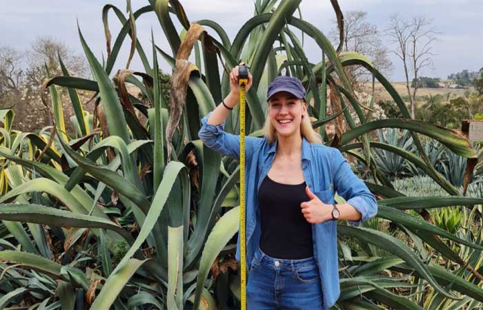 Por que a planta que faz a tequila pode revolucionar o Sertão do Nordeste?