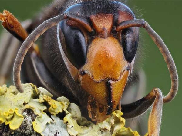 Uma única rainha causou uma invasão de vespas asiáticas na Europa