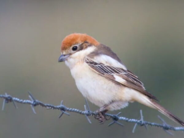 Aves em Portugal estão a diminuir por causa de pesticidas e da agricultura intensiva