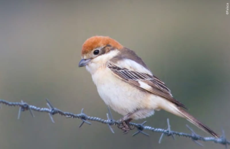 Aves em Portugal estão a diminuir por causa de pesticidas e da agricultura intensiva