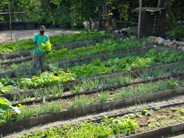 Rio de Janeiro vai ter a maior horta urbana do mundo