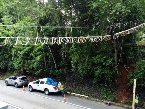 Pista na Serra de Petrópolis recebe três “passarelas para animais”