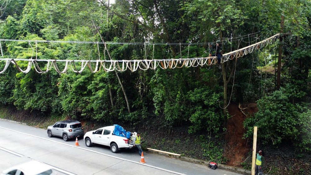 Pista na Serra de Petrópolis recebe três “passarelas para animais”