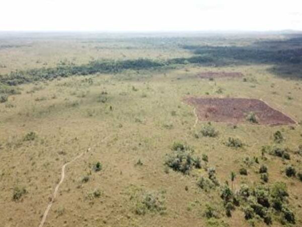 Cientistas aliam sensoriamento remoto a testes em campo para estudar efeito do fogo na savana amazônica