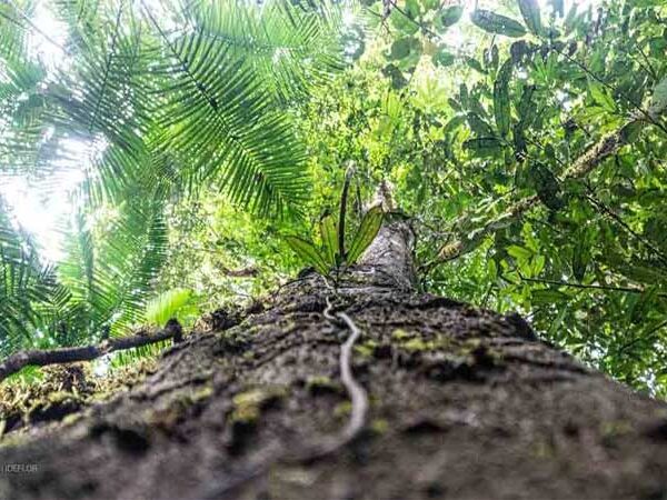 A cada três árvores que morrem na Amazônia, perdemos uma quarta