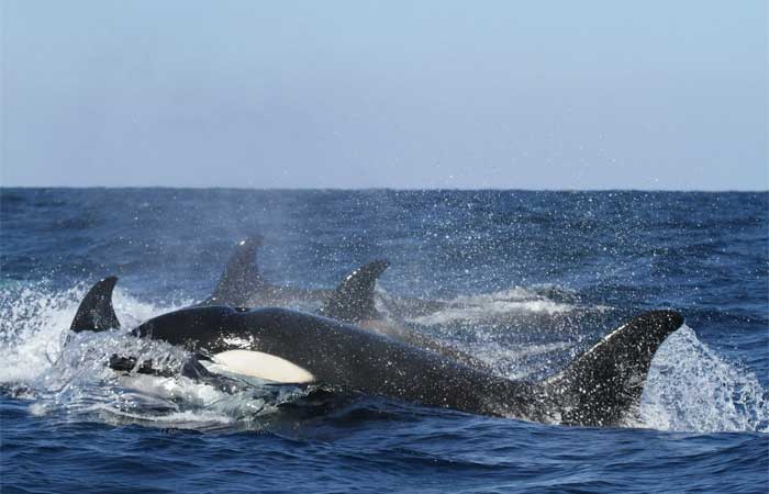 Substância tóxica do papel higiênico é encontrada em baleias ameaçadas de extinção