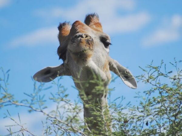 190 países aprovaram acordo histórico sobre biodiversidade