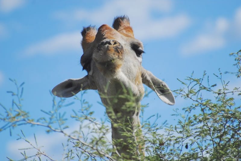 190 países aprovaram acordo histórico sobre biodiversidade