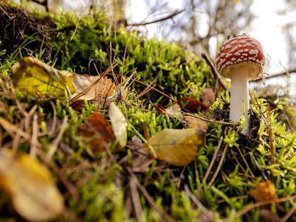 Cientistas descobrem no Equador cogumelo com potencial antibacteriano