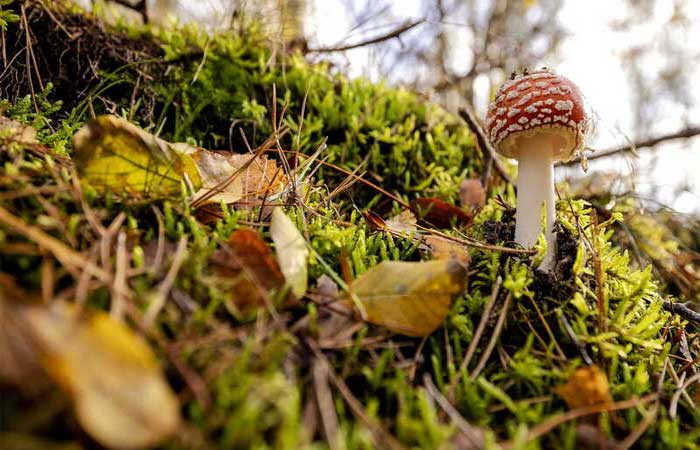 Cientistas descobrem no Equador cogumelo com potencial antibacteriano