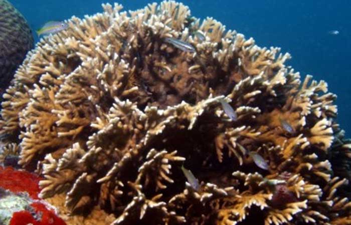 Peixes recifais brasileiros são resilientes a mudanças no clima e ao declínio dos corais