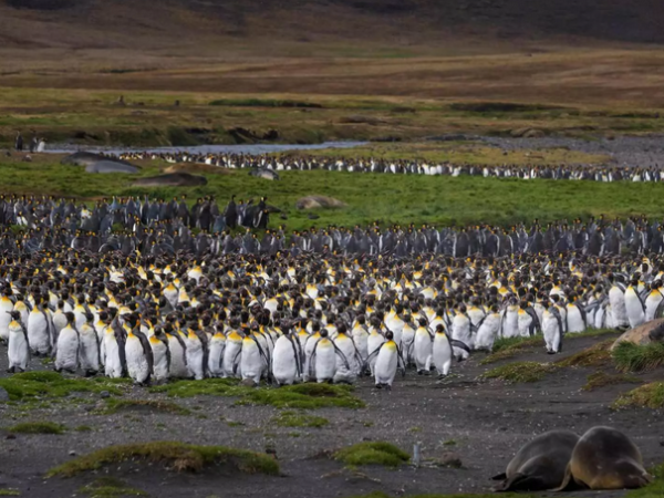 Aquecimento global ameaça pinguins-rei de Crozet, no Oceano Índico