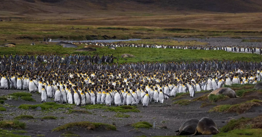 Aquecimento global ameaça pinguins-rei de Crozet, no Oceano Índico