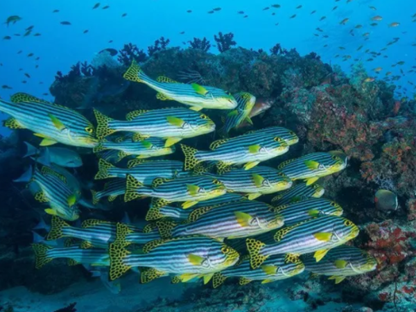 Aquecimento global prejudica padrões do fundo oceânico, aponta estudo