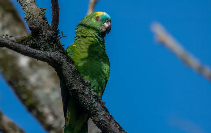 Há 26 anos Projeto Papagaio-Verdadeiro atua pela conservação do psitacídeo mais traficado do Brasil