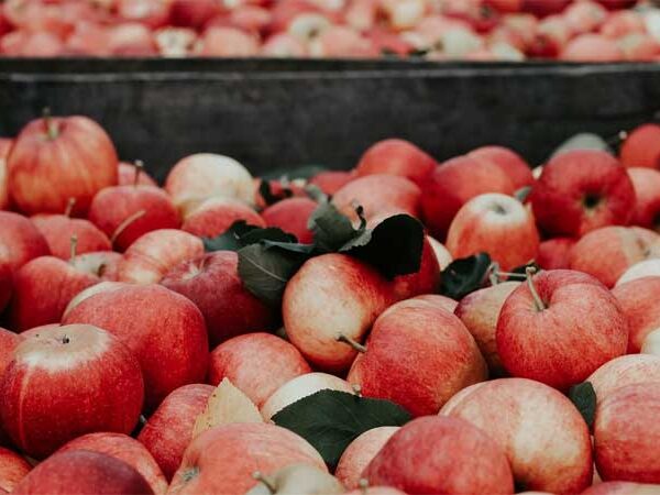 Pesquisadores da Unicamp e UFABC produzem biogás com bagaço de maçã