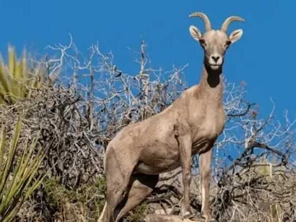 Calor extremo pode colocar 40% dos vertebrados terrestres em perigo até o final do século