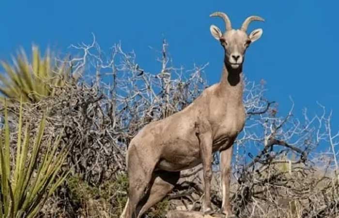 Calor extremo pode colocar 40% dos vertebrados terrestres em perigo até o final do século