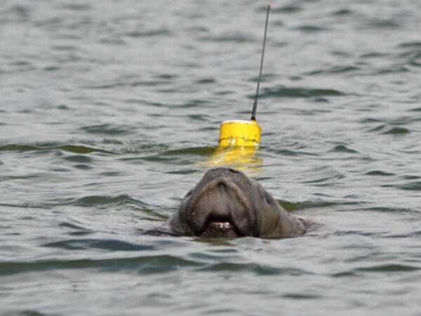 Nasce o primeiro filhote de peixe-boi devolvido ao mar na Paraíba