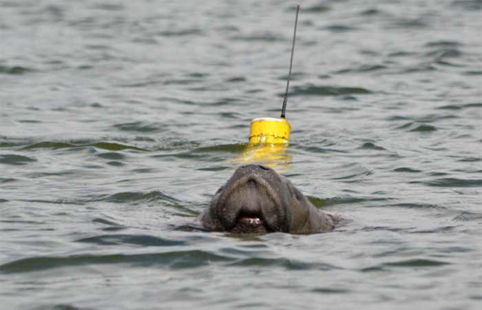 Nasce o primeiro filhote de peixe-boi devolvido ao mar na Paraíba