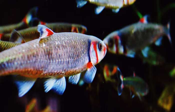 Peixes contaminados com “produtos químicos eternos” representam riscos à saúde