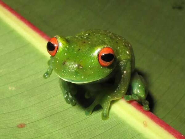 Mata Atlântica concentra perdas globais de anfíbios, aponta estudo