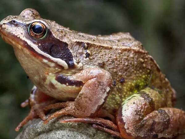 B. santosdoroi | Conheça o 1º sapo do período Cretáceo encontrado em SP