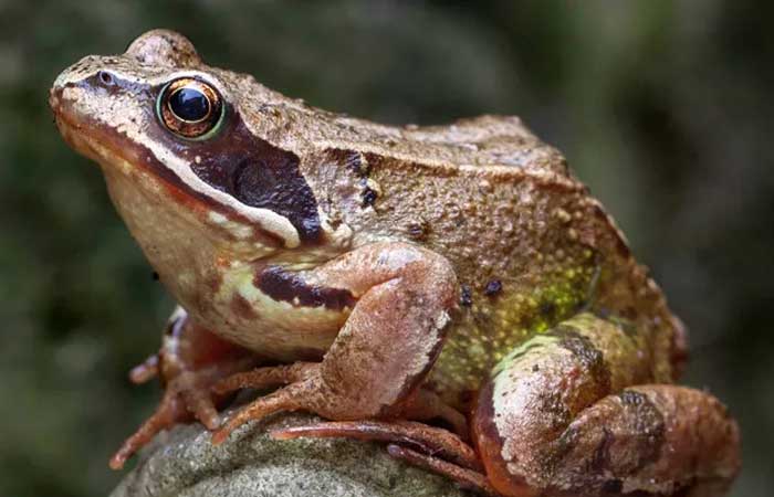 B. santosdoroi | Conheça o 1º sapo do período Cretáceo encontrado em SP