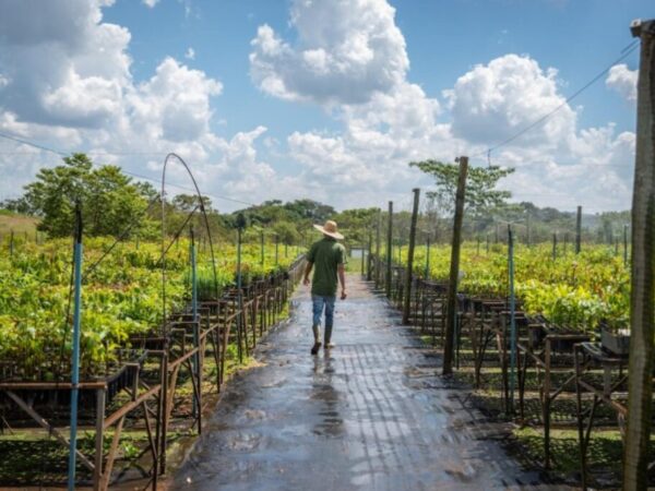 O projeto que já restaurou 700 mil hectares de terra na Mata Atlântica