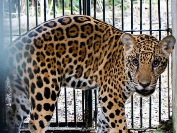 Filhote de onça-pintada resgatado em MT após incêndios aguarda para ser solto na natureza