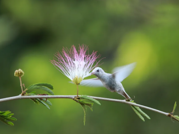 Beija-flor branco é avistado em reserva de proteção na Bahia