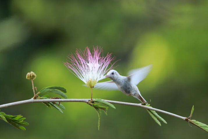 Beija-flor branco é avistado em reserva de proteção na Bahia
