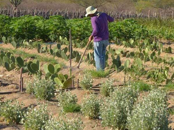 BNDES vai iniciar programa de segurança alimentar e climática pelo Nordeste