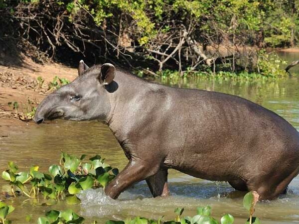 Expedição vai em busca das razões da extinção da anta na Caatinga