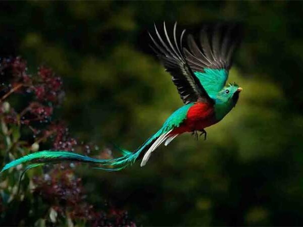 Quetzal brilhante, a ave espetacular da antiga Mesoamérica reverenciada pelos maias e astecas