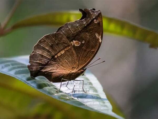 Borboleta amazônica é encontrada pela primeira vez na Floresta Nacional de Carajás