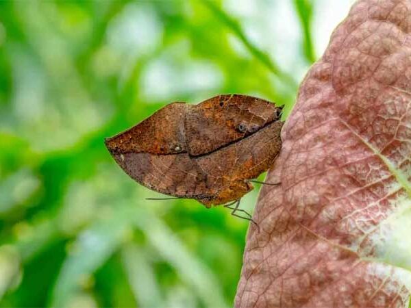 Natureza maravilhosa: a borboleta que parece uma folha seca para escapar de seus predadores