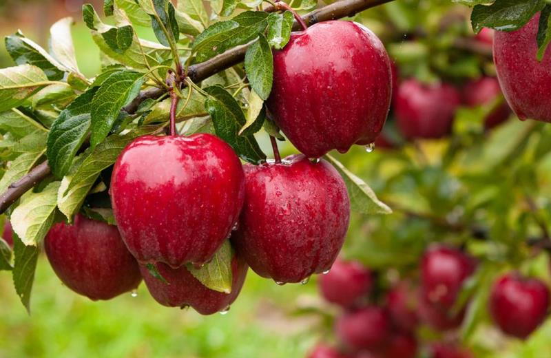 Brasileiros desenvolvem tecnologia que usa bagaço da maçã para produzir biocombustível