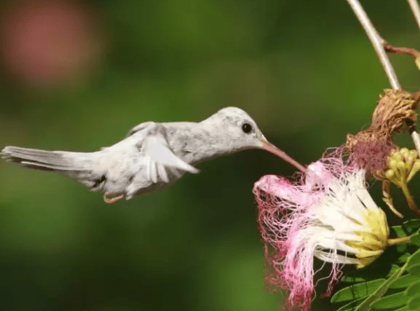 Beija-flor com plumagem rara é visto em reserva de proteção no sul da Bahia