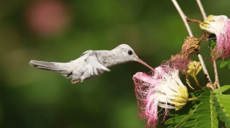 Beija-flor com plumagem rara é visto em reserva de proteção no sul da Bahia