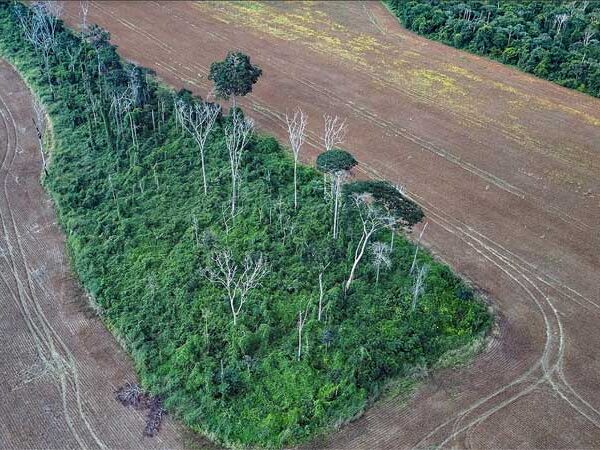 38% da floresta amazônica sofre com degradação por ação humana