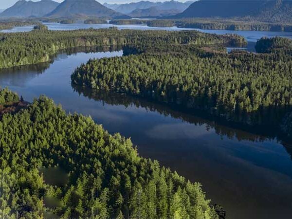 O que é a restauração de ecossistemas: exemplos de resiliência da biodiversidade