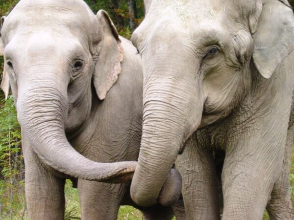 Elefantas resgatadas juntas de circo se reencontram e se reconhecem depois de mais de 20 anos separadas