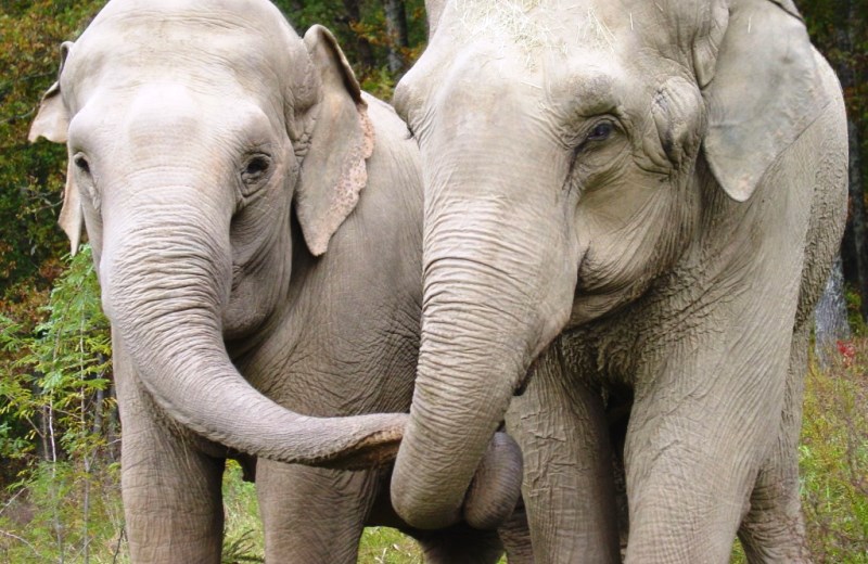 Elefantas resgatadas juntas de circo se reencontram e se reconhecem depois de mais de 20 anos separadas