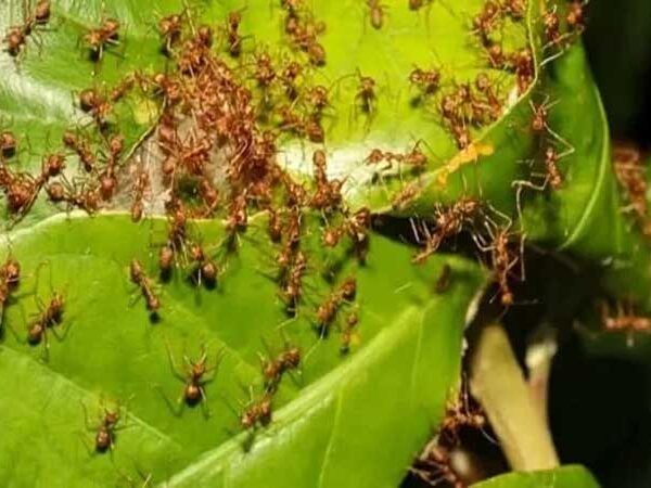 Pesquisadores da USP ensinam em vídeo como controlar as formigas cortadeiras