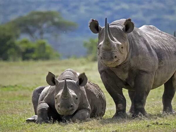 Número de rinocerontes, elefantes e outros animais aumenta em Uganda após políticas de conservação da fauna