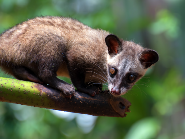 Tráfico de animais selvagens tem dados alarmantes no Brasil e no mundo