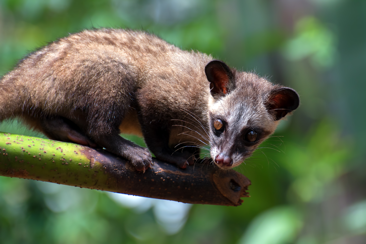 Tráfico de animais selvagens tem dados alarmantes no Brasil e no mundo