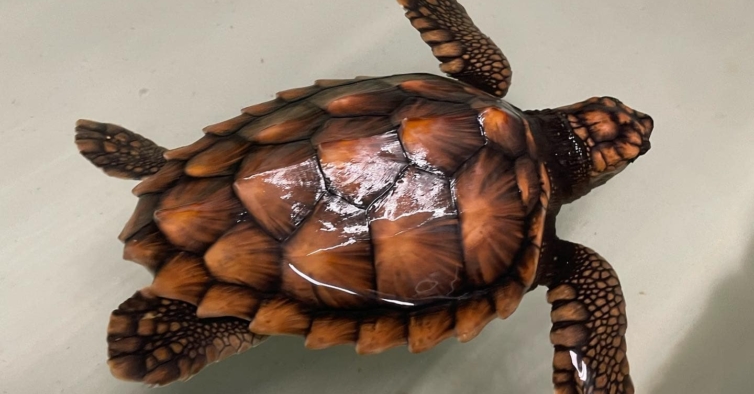 Da América a Europa. Tartaruga bebé sobrevive após ser arrastada por 6 mil km